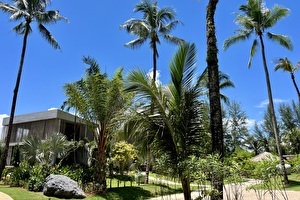 Tropical Garden